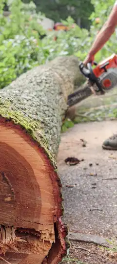 abattage-d-arbres-30-2